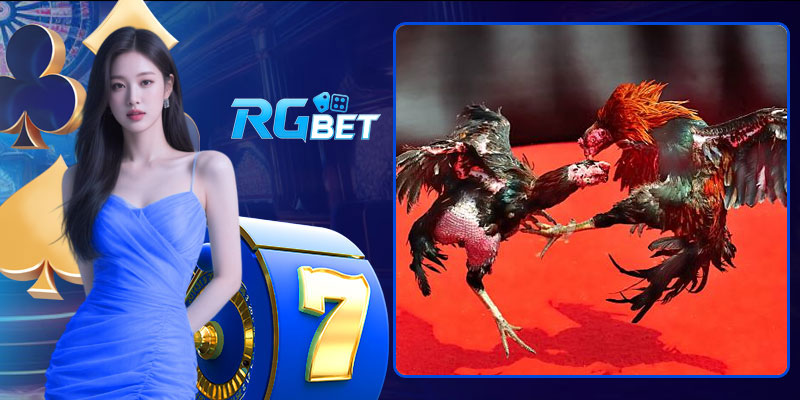 Odds đá gà RGBet cập nhật nhanh và chuẩn